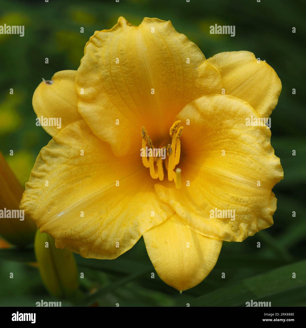 Stella de'Oro Daylily. Nome scientifico: Hemerocallis. Classificazione superiore: Hemerocallidoideae. Famiglia: Hemerocallidaceae. Ordine: Liliales. Foto Stock