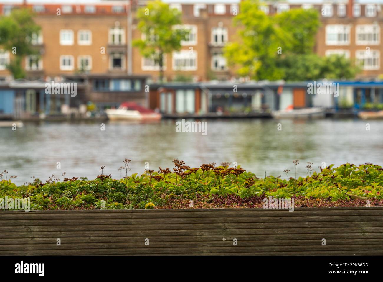Dettaglio del tetto verde con varietà di piante. Fiume Amstel e case galleggianti sullo sfondo, concentrazione selettiva Foto Stock