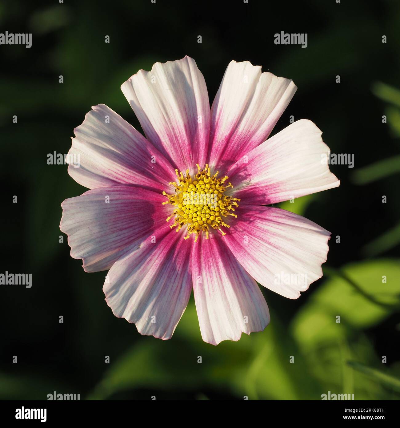 COSMOS Daydream. Nome scientifico: COSMOS bipinnatus. Famiglia: Asteraceae. Ordine: Asterales. Regno: Plantae. Foto Stock