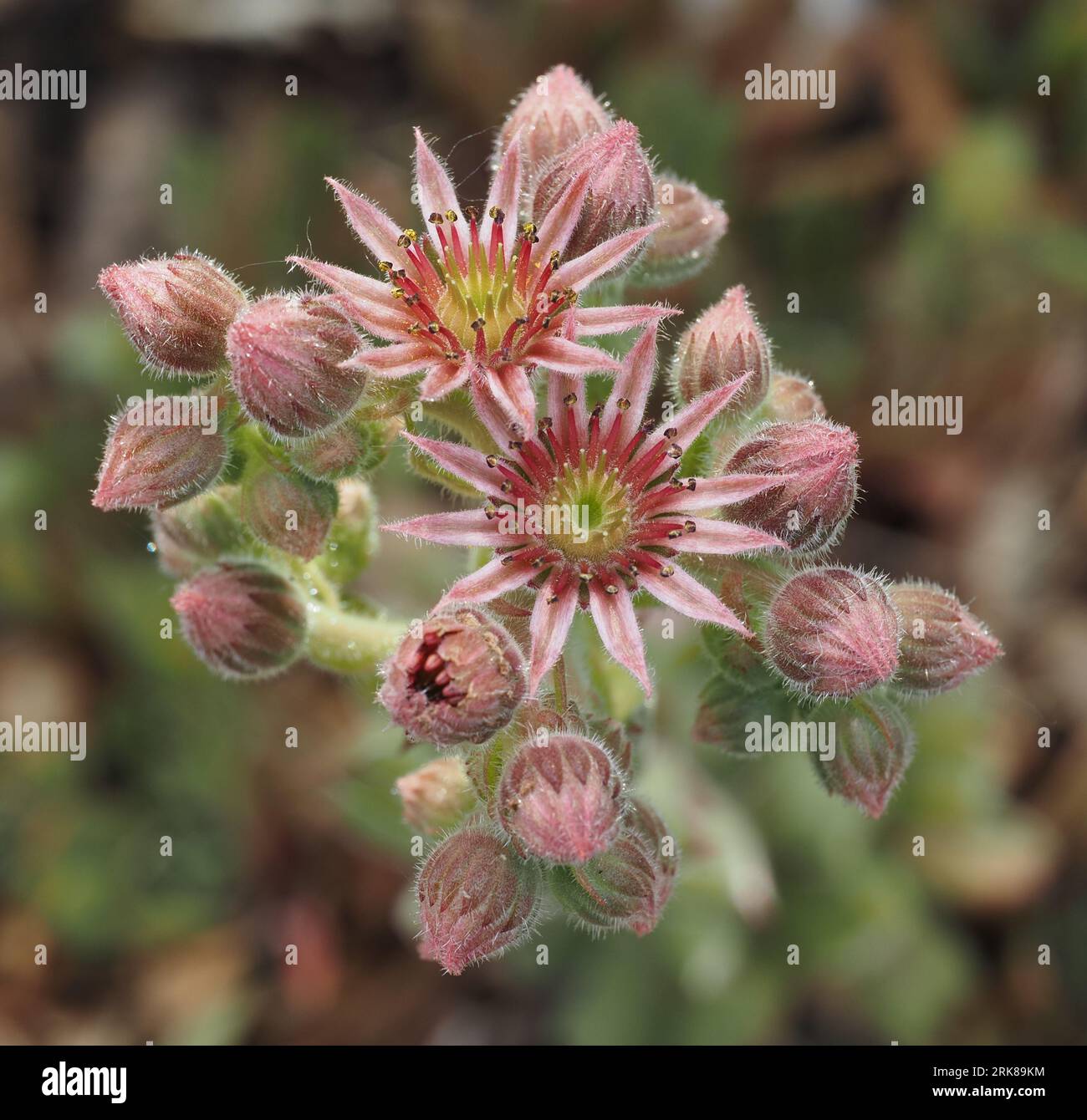 Houseleek comune. Nome scientifico: Sempervivum tectorum. Famiglia: Crassulaceae. Ordine: Rosales. Regno: Plantae. Foto Stock