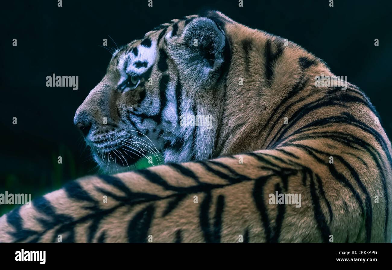 Un primo piano di una tigre Amur che guarda da parte Foto Stock
