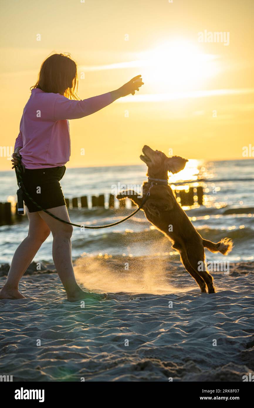 Cocker Spaniel sul mare - traning Foto Stock