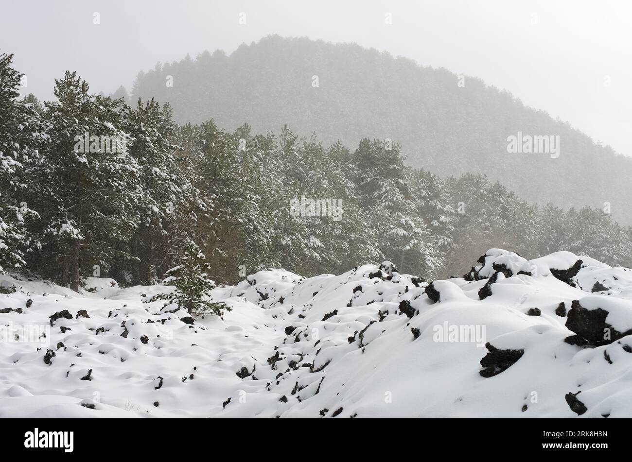 Nevicata sulla pineta del Parco Nazionale dell'Etna in Sicilia, Italia Foto Stock