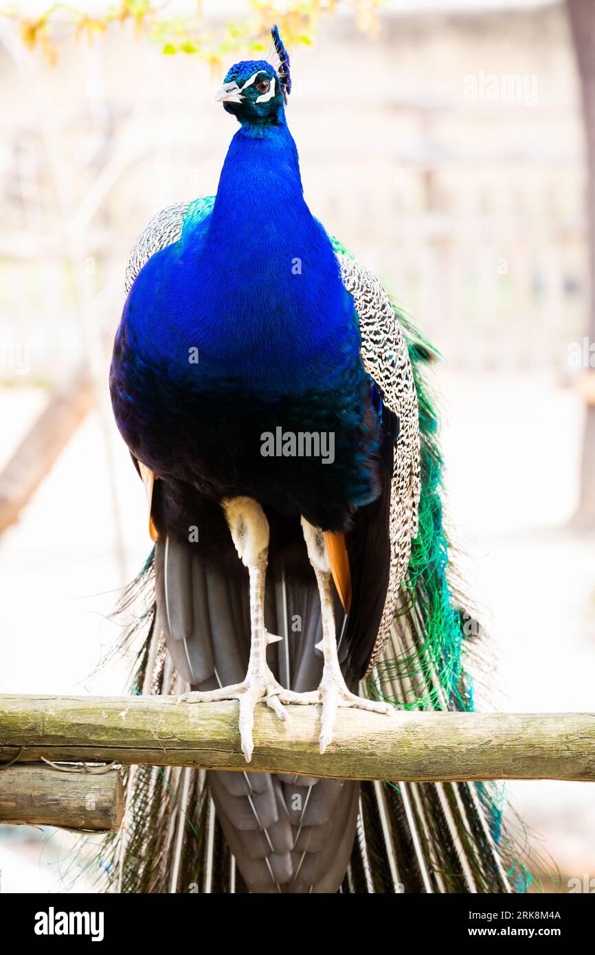 Ritratto di Peacock - bellissima piuma colorata di Peackock, nessuno, isolato. Foto Stock
