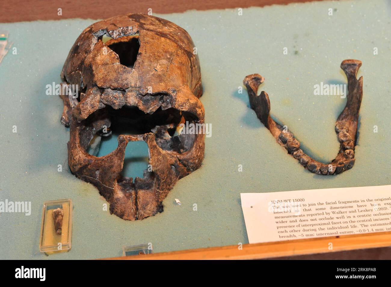 Bildnummer: 54064137 Datum: 20.05.2010 Copyright: imago/Xinhua (100520) -- NAIROBI, 20 maggio 2010 (Xinhua) -- il cranio di Turkana Boy è esposto nel Museo Nazionale del Kenya a Nairobi, capitale del Kenya, 20 maggio 2010. In occasione della giornata Mondiale dei Musei, il centro di ricerca del Museo Nazionale del Kenya è parzialmente aperto al pubblico dal 18 al 24 maggio, dove i visitatori potranno vedere molti fossili paleoantropici tra cui lo scheletro di Turkana Boy. (Xinhua/Xu Suhui) (gxr) (3)KENYA-NAIROBI-NATIONAL MUSEUM-FOSSIL PUBLICATIONxNOTxINxCHN premiumd xint Gesellschaft Kultur Archäologie Objekte kbdig xdp 2010 quer o Foto Stock