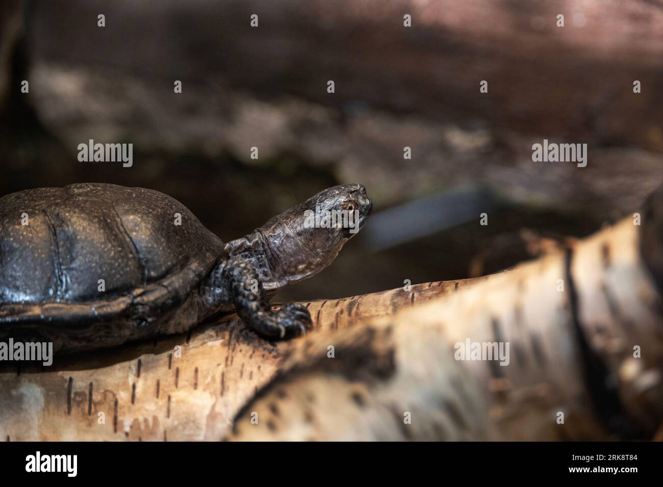 Tartaruga europea in cattività Foto Stock