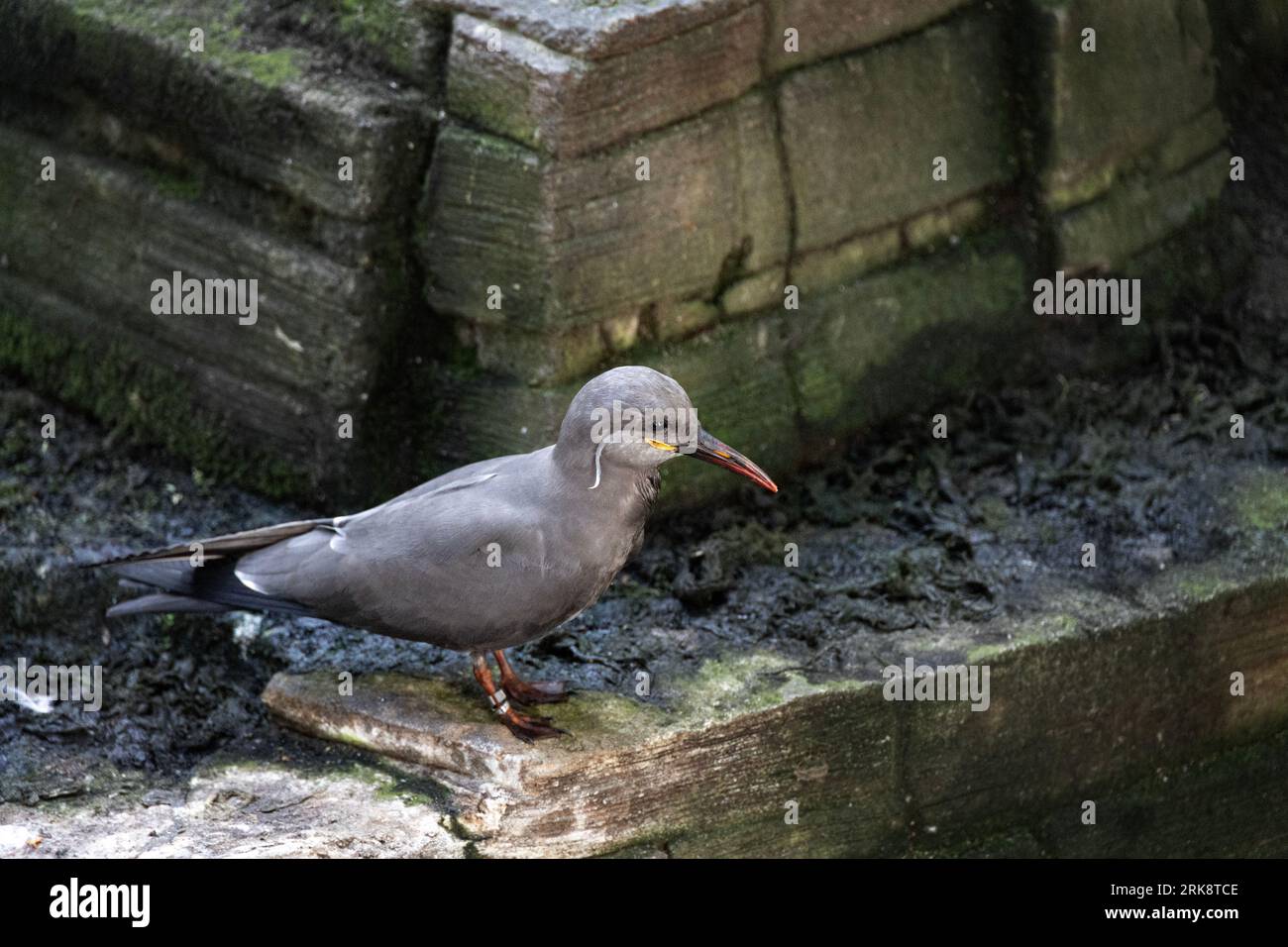 Inca trasforma uccello in cattività Foto Stock