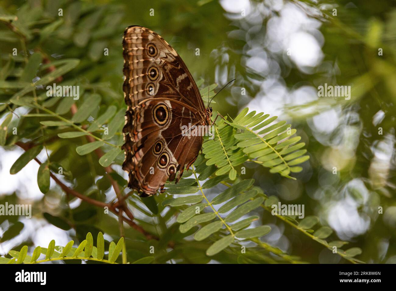 Farfalla Morpho peleides con ali chiuse che mostrano il motivo maculato Foto Stock