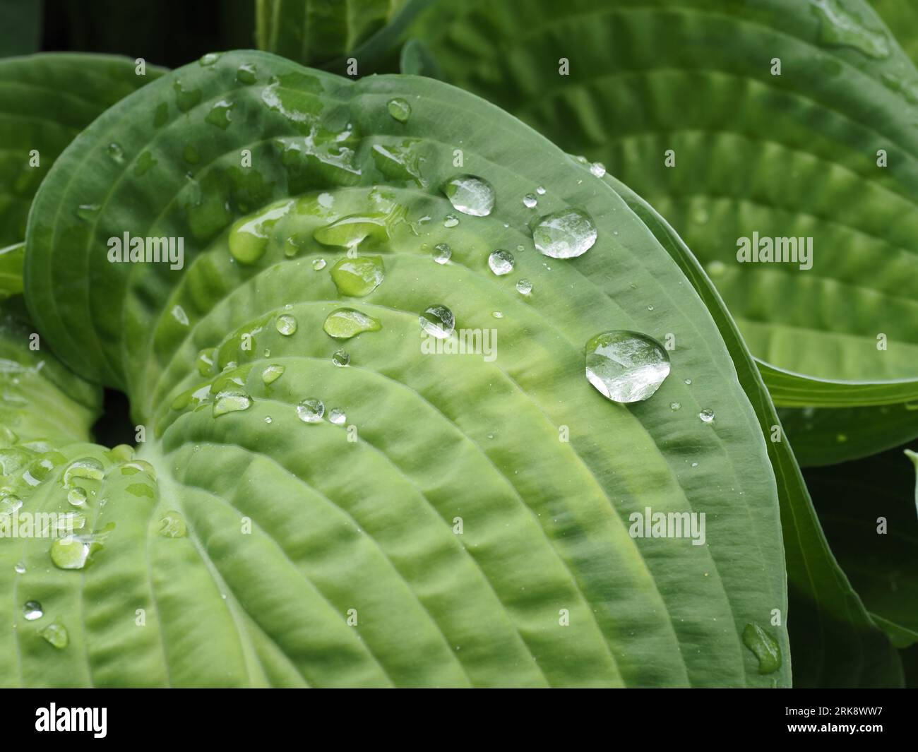 Il "paradigma" di Hosta parte dopo la pioggia. Nome scientifico: Hosta. Famiglia: Asparagaceae. Sottofamiglia: Agavoideae. Ordine: Asparagales. Regno: Plantae. Foto Stock