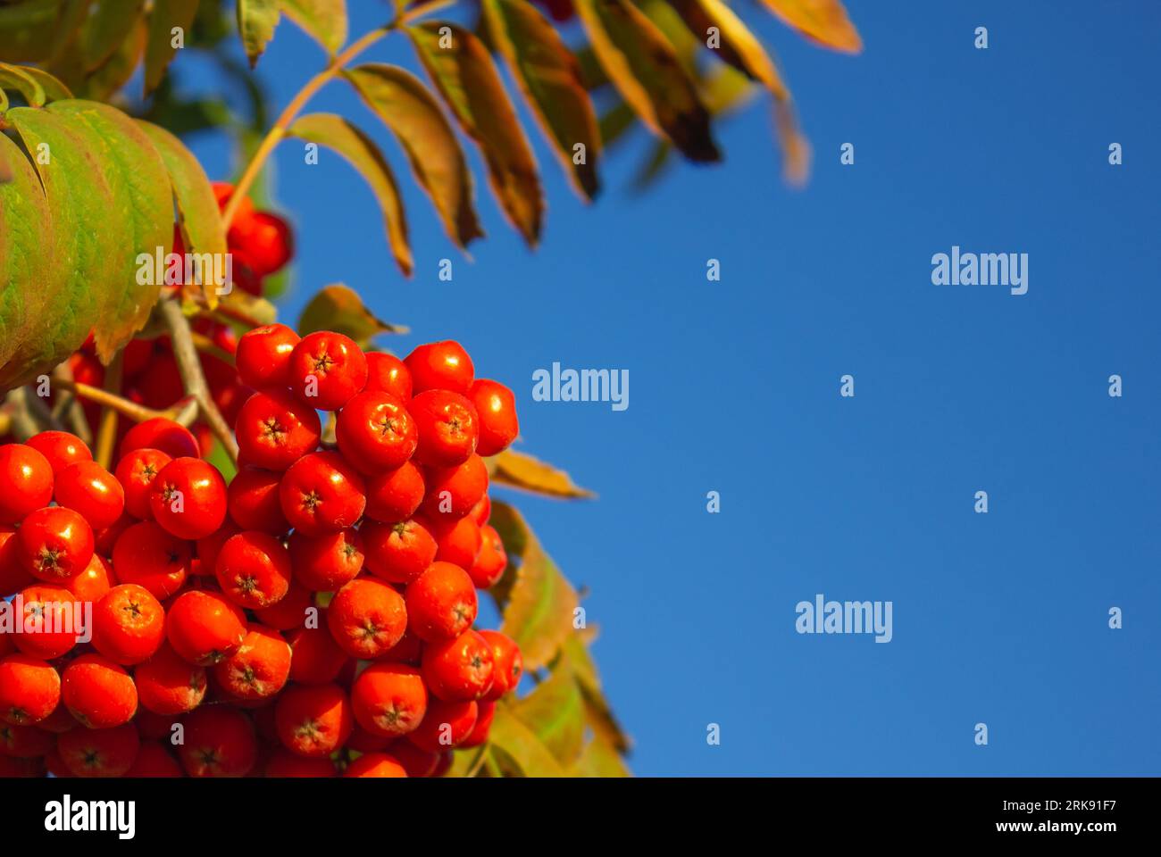 Red Rowan Berries su un ramo contro un cielo blu con spazio per le copie. Sfondo autunnale. Maturazione delle bacche di rowan. Bacche medicinali utili Foto Stock