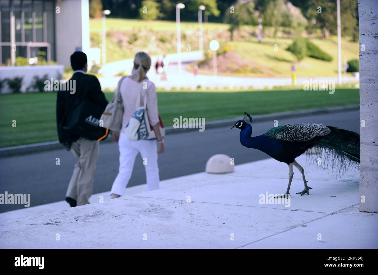 Bildnummer: 54129442 Datum: 09.06.2010 Copyright: imago/Xinhua (100609) -- GINEVRA, 9 giugno 2010 (Xinhua) -- Un pavone passeggia al Palazzo delle Nazioni di Ginevra, Svizzera, 7 giugno 2010. Il Palazzo delle Nazioni di Ginevra fu costruito tra il 1929 e il 1936 come sede della società delle Nazioni. Ha servito come sede dell'Ufficio delle Nazioni Unite a Ginevra dal 1946, quando il segretario generale delle Nazioni Unite ha firmato l'accordo di sede con le autorità svizzere, anche se la Svizzera non è diventata membro delle Nazioni Unite fino al 2002. (Xinhua/Yu Yang) (Aceria) (6)SVIZZERA-GINEVRA-THE PALACE OF NATIONS PUB Foto Stock