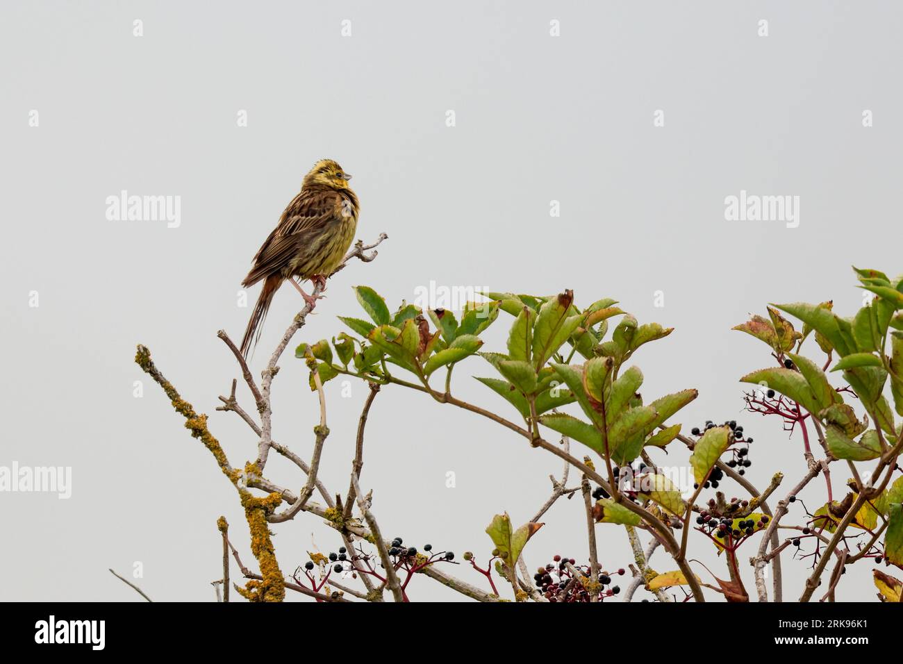 Yellowhammer Emberiza citrinella, arroccato su un albero testa giallo brillante e parte inferiore schiena di castagno e ali uccello maschile più impressionante, copia spazio sul cielo Foto Stock