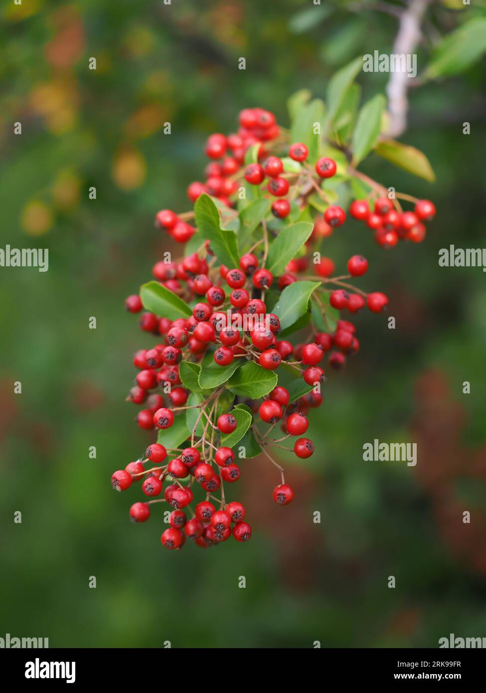 scarlet Firefly,Pyracantha coccinea, arbusto deciduo della famiglia delle Rosaceae, un sempreverde spinoso con frutti ornamentali rossi in un habitat naturale su un Foto Stock