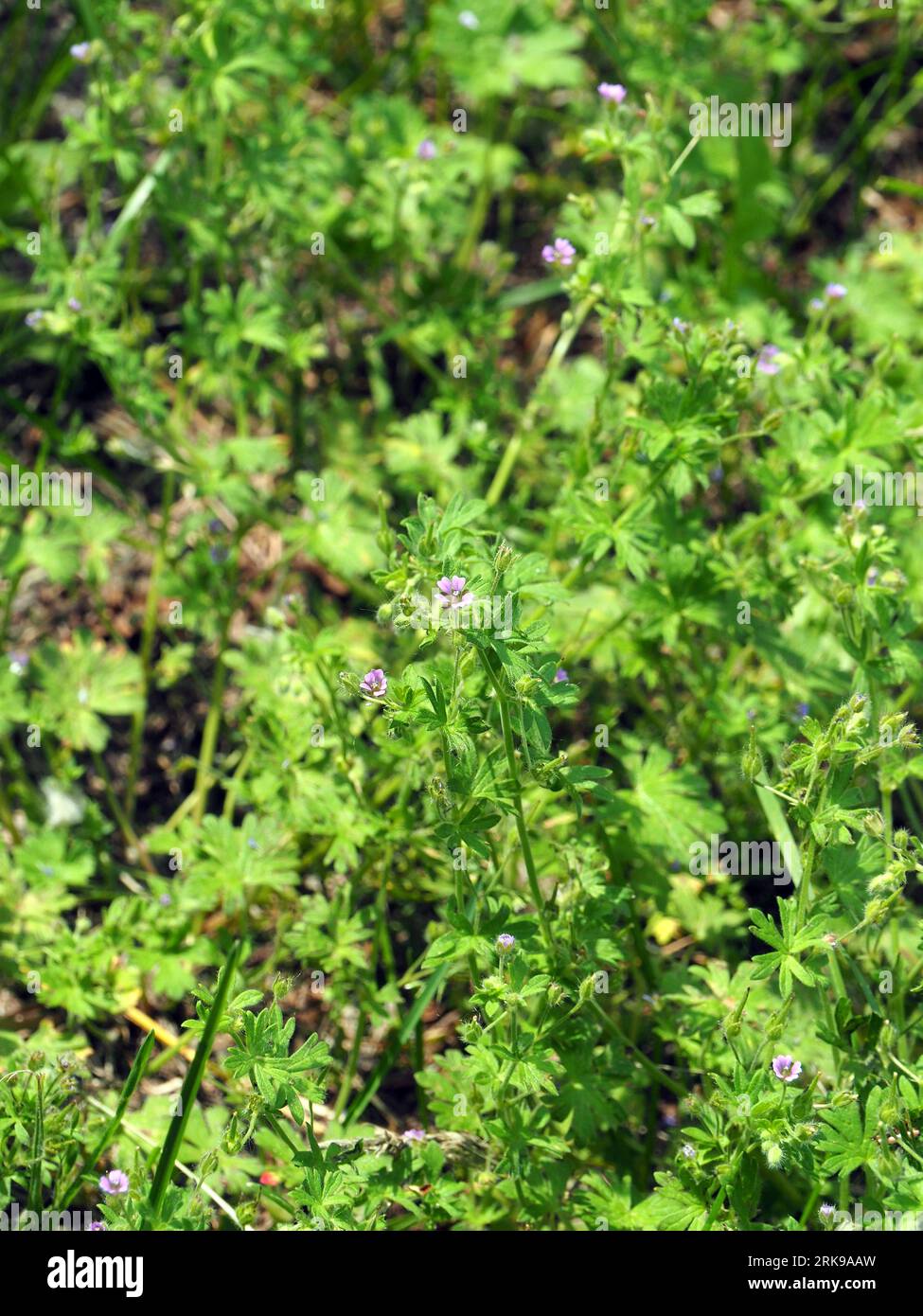 Gru a fiore piccolo, piccolo geranio, Geranium pusillum, apró gólyaorr, Ungheria, Magyarország, Europa Foto Stock