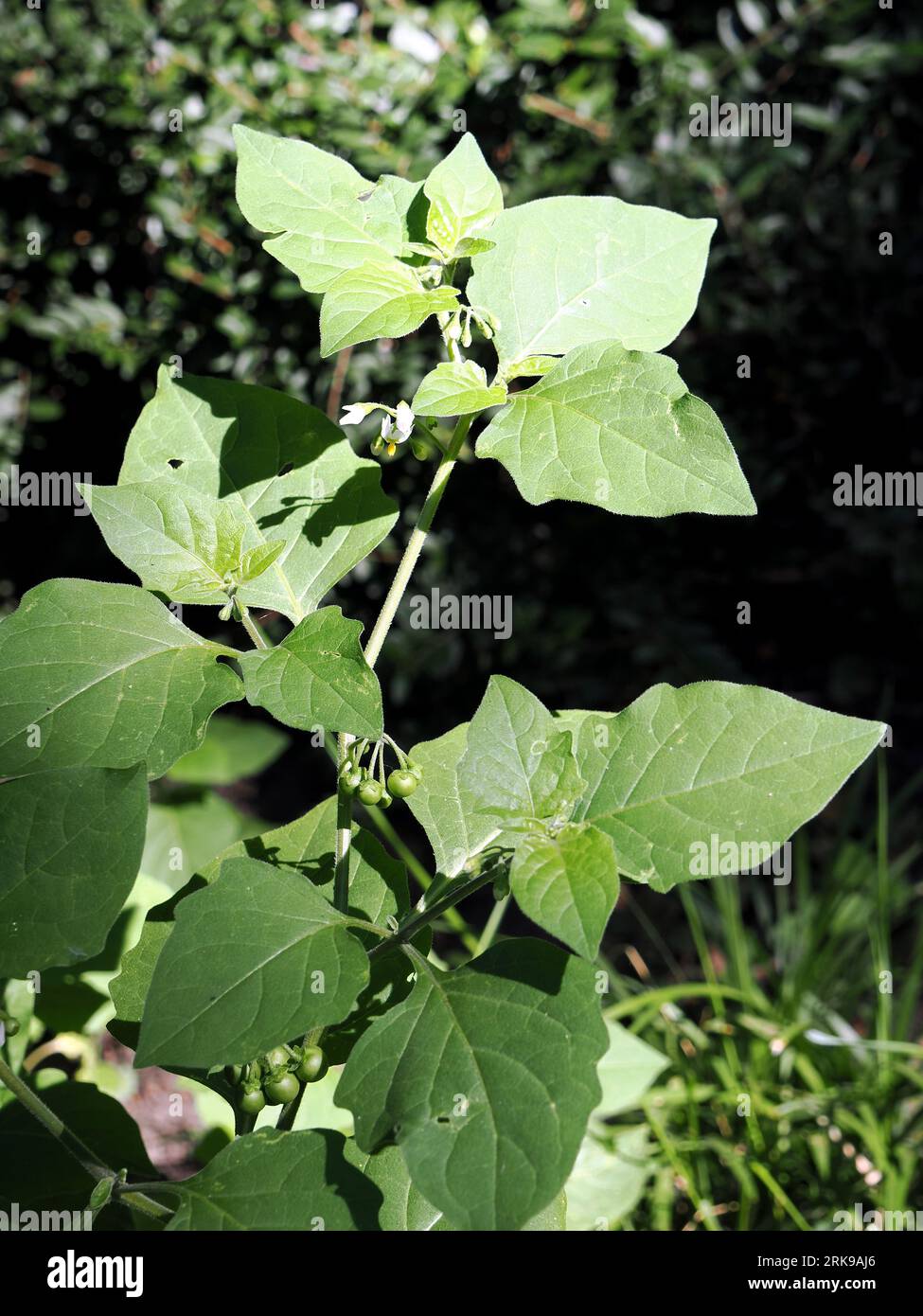 Nightshade nero europeo, nightshade mora, Schwarzer Nachtschatten, Morelle noire, Solanum nigrum, fekete csucsor, Ungheria, Budapest, Europa Foto Stock