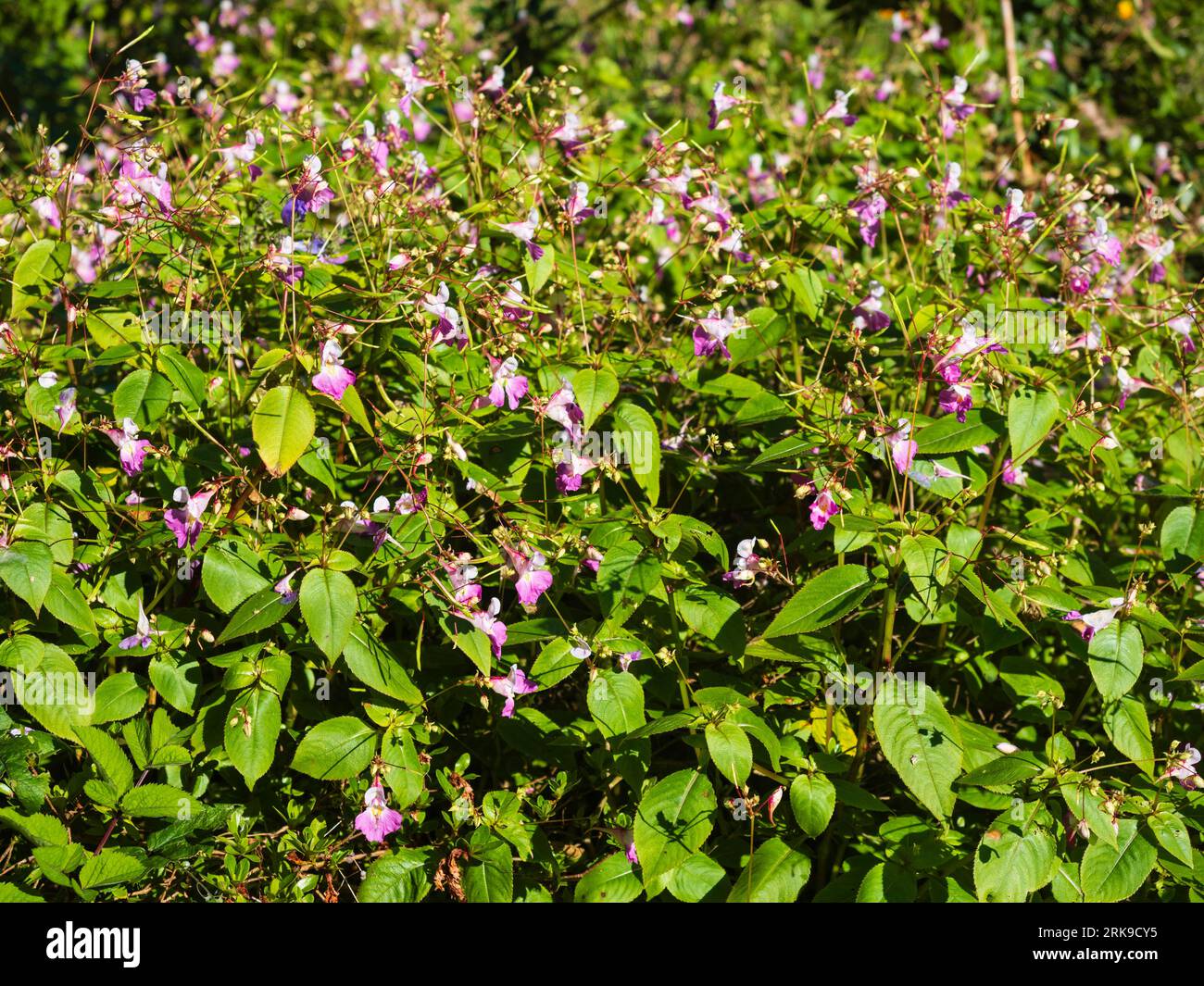 Boschetto della dura e affollata lizzie, Impatiens arguta, fiorito in tarda estate Foto Stock