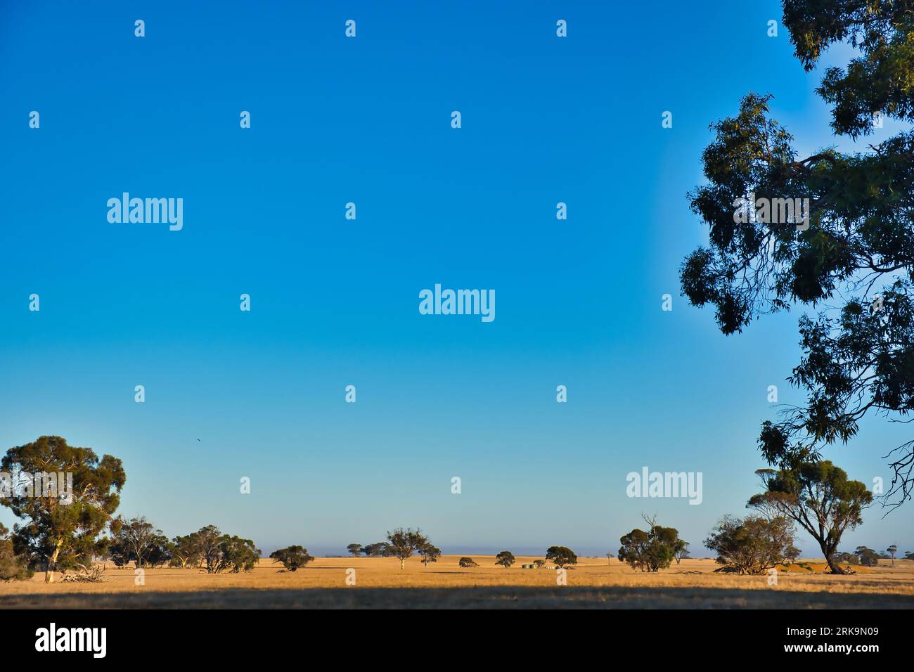 Campagna agricola pianeggiante con alberi di eucalipto sparsi in una calda giornata estiva nell'entroterra dell'Australia Occidentale, a nord del Parco Nazionale della catena montuosa Stirling Foto Stock