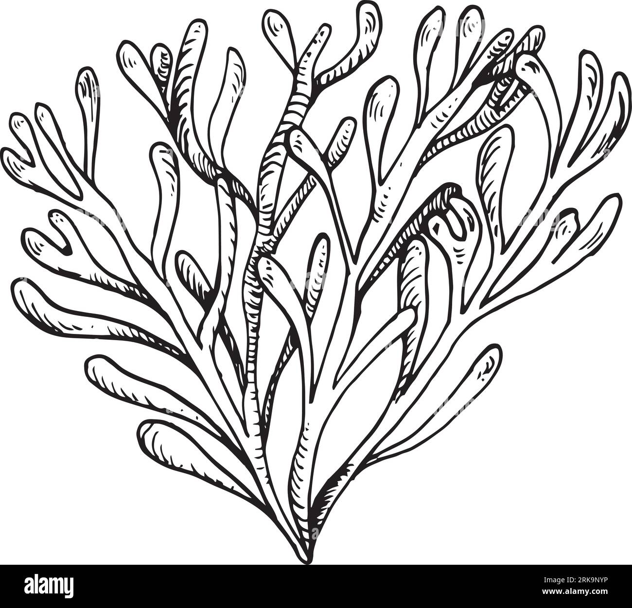 Illustrazione disegnata a mano con inchiostro di piante marine isolata su sfondo bianco. Agar rosa singolo, alghe, vettore di linea bianca nera di fillofora. Elemento di progettazione Illustrazione Vettoriale