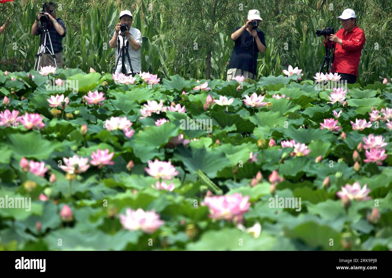 Bildnummer: 54221873 Datum: 11.07.2010 Copyright: imago/Xinhua (100711) -- YUNCHENG, 11 luglio 2010 (Xinhua) -- scatta foto dei fiori di loto selvatico in fiore sul lago Shengtian nella contea di Ruicheng, nella provincia dello Shanxi della Cina settentrionale, 11 luglio 2010. Più di 133,4 ettari di loto selvatico sono stati in piena fioritura qui di recente. (Xinhua/Xue Jun)(wyo) CINA kbdig xub 2010 quer o0 blühen Blumen o00 Lotusblumen Bildnummer 54221873 Data 11 07 2010 Copyright Imago XINHUA Yuncheng 11 luglio 2010 XINHUA scatta foto dei Fiori di loto selvatico in fiore SUL lago Sheng Tian nella contea di Ruicheng nella Cina del nord dello Shanx Foto Stock