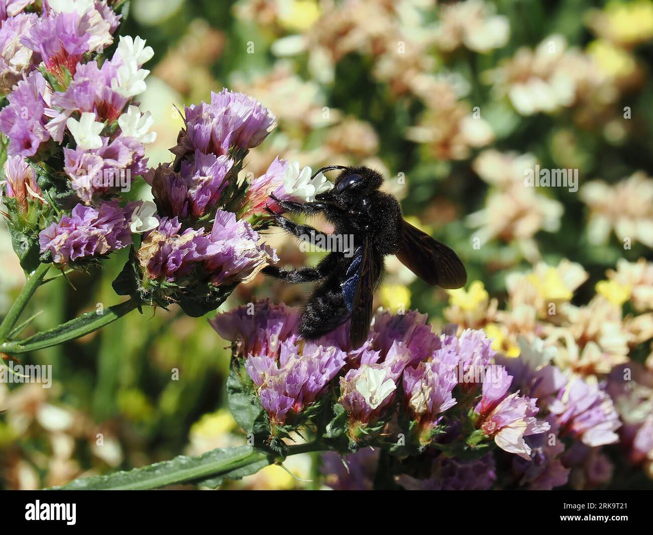 Ape da carpentiere viola, Große Holzbiene, abeille perce-bois, Xylocopa violacea, kék fadongó, Budapest, Ungheria, Magyarország, Europa Foto Stock