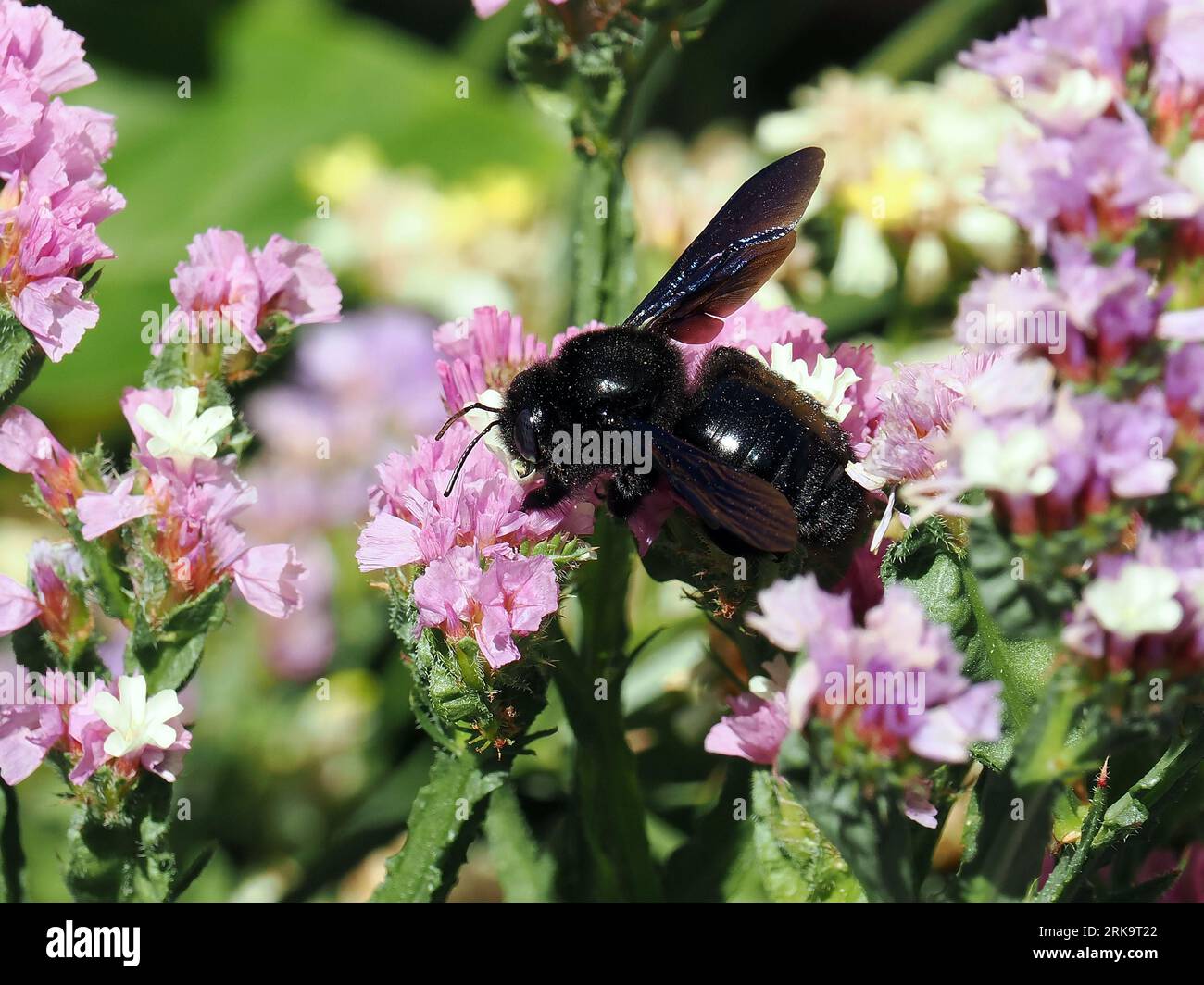 Ape da carpentiere viola, Große Holzbiene, abeille perce-bois, Xylocopa violacea, kék fadongó, Budapest, Ungheria, Magyarország, Europa Foto Stock