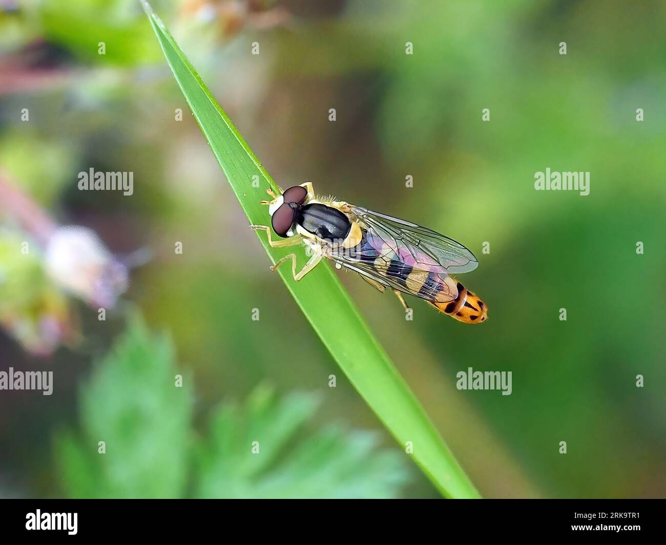 Volo lungo, Gewöhnliche Langbauchschwebfliege, Syrphe porte-Plume, Sphaerophoria scripta, tarka darázslégy, Ungheria, Budapest, Magyarprszág, Europa Foto Stock