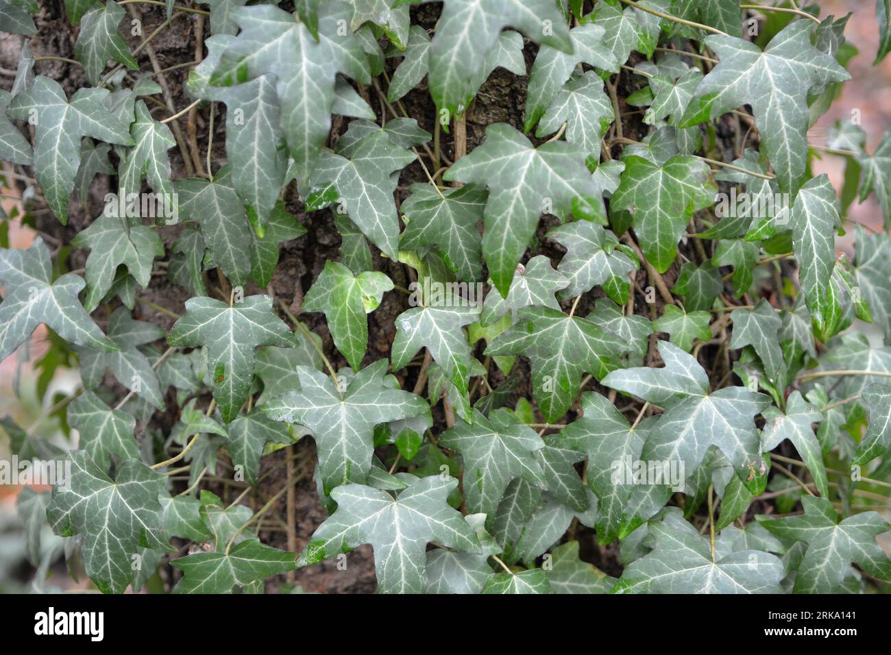 Ivy (Hedera Helix) è una pianta di arrampicata sempreverde che si estende lungo un albero nella foresta. Foto Stock