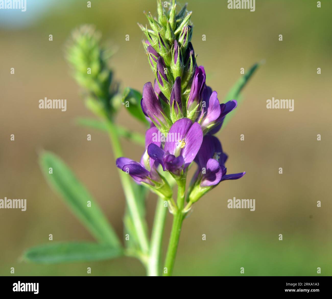 Il campo è in fiore erba medica, che è un prezioso mangime per gli animali Foto Stock