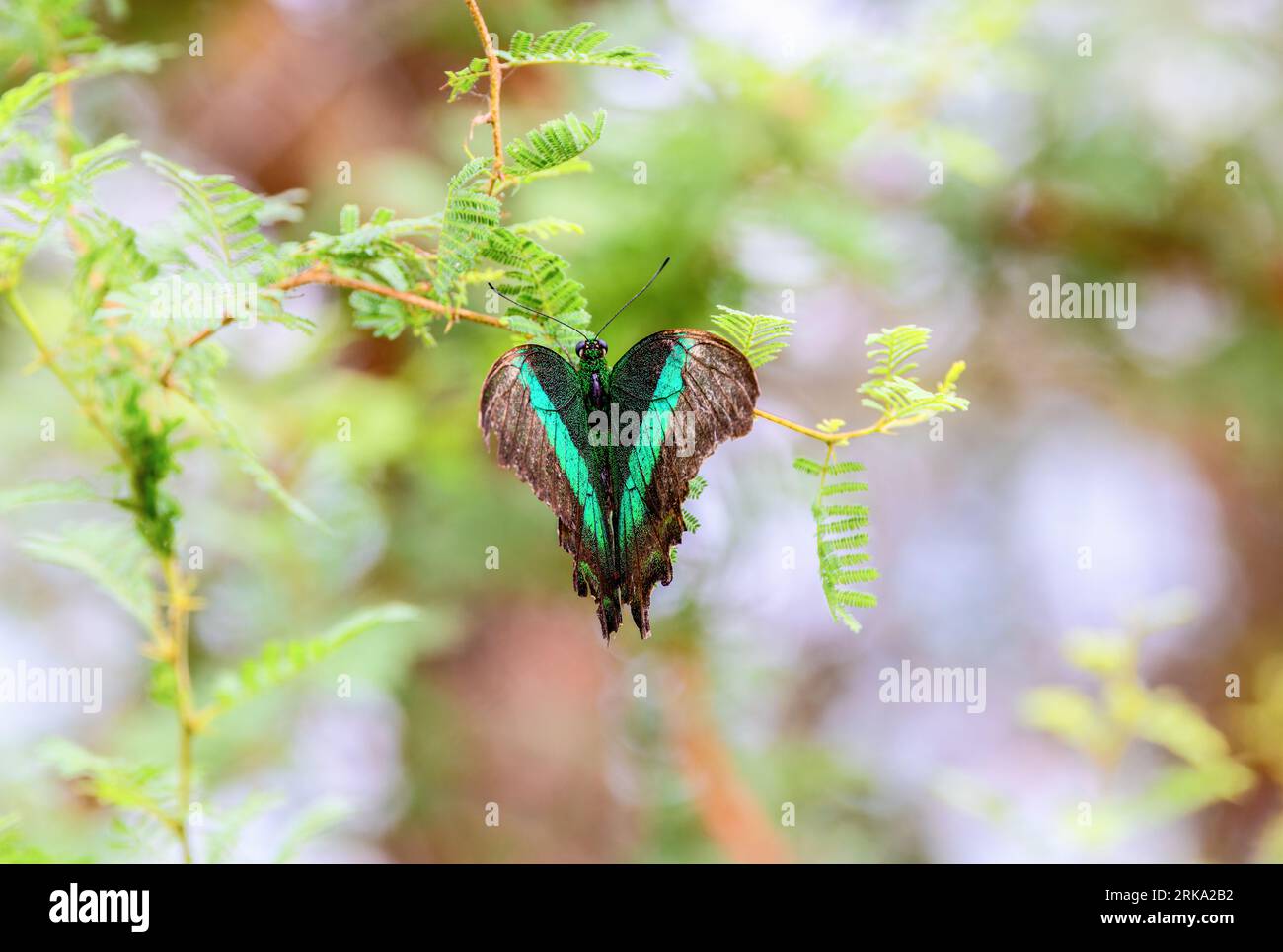 Farfalla a coda di rondine smeraldo "Papilio palinurus" con ali verdi vivide sulla felce. Anche 'pavone verde' o 'pavone smeraldo'. Dublino, Irlanda Foto Stock