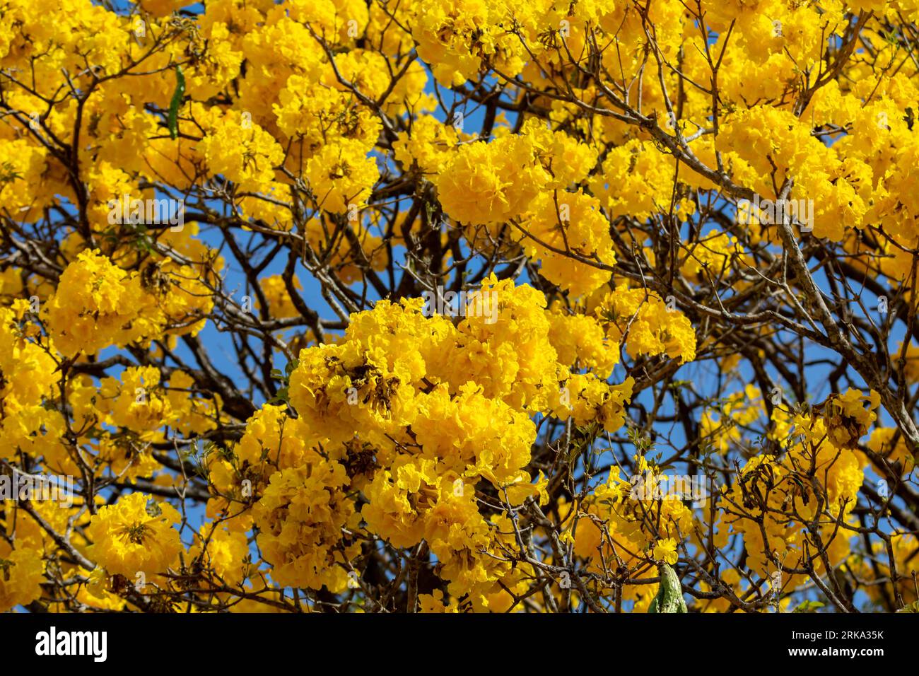 Natural Blooming Golden Trumpet Tree (in portoghese: IPE Amarelo; nome scientifico: Tabebuia chrysotricha or Handroantus chrysotrichus). Foto Stock