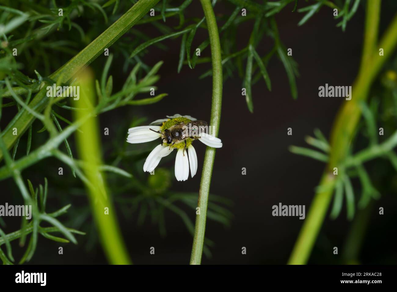 Megachile centuncularis Patchwork leafcutter ape in prato selvatico su fiore di origano Foto Stock