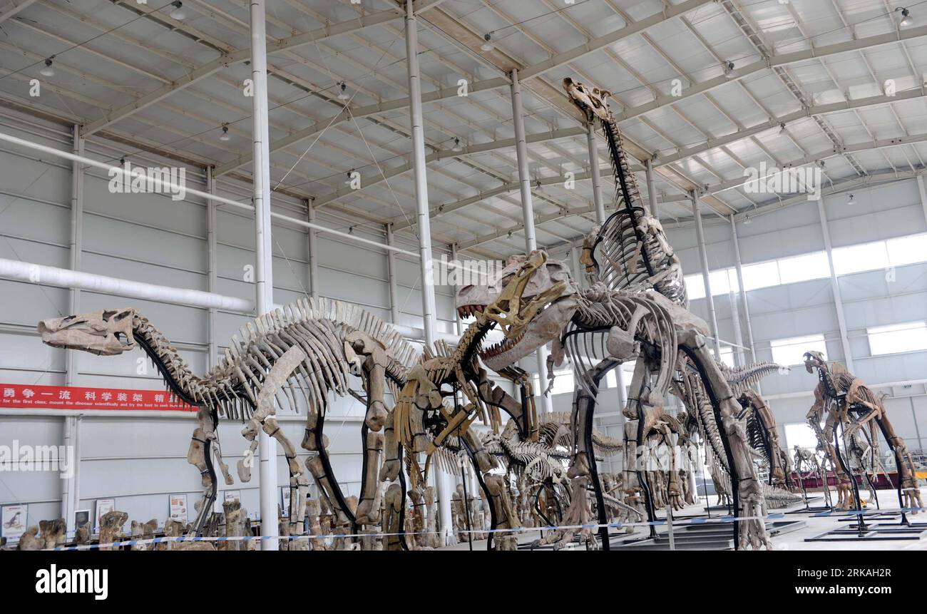 Bildnummer: 54360598 Datum: 27.08.2010 Copyright: imago/Xinhua (100828) -- ZHUCHENG, ago. 28, 2010 (Xinhua) -- esemplari di dinosauri sono stati visti a Zhucheng, nella provincia dello Shandong della Cina orientale, 27 agosto 2010. Almeno dieci specie di dinosauri, compresi i ceratopsidi, tyrannosaurus, i dinosauri a becco d’anatra, ankylosaurus e i coelurosauri, era stato confermato durante la terza esplorazione su larga scala a Zhucheng dal gennaio del 2008, annunciato in un comunicato stampa sui risultati dell'esplorazione a Zhucheng venerdì. (Xinhua/fan Changguo) (wyo) CHINA-SHANDONG-ZHUCHENG-DINOSAUR-SPECIES (CN) PUBLICATIO Foto Stock