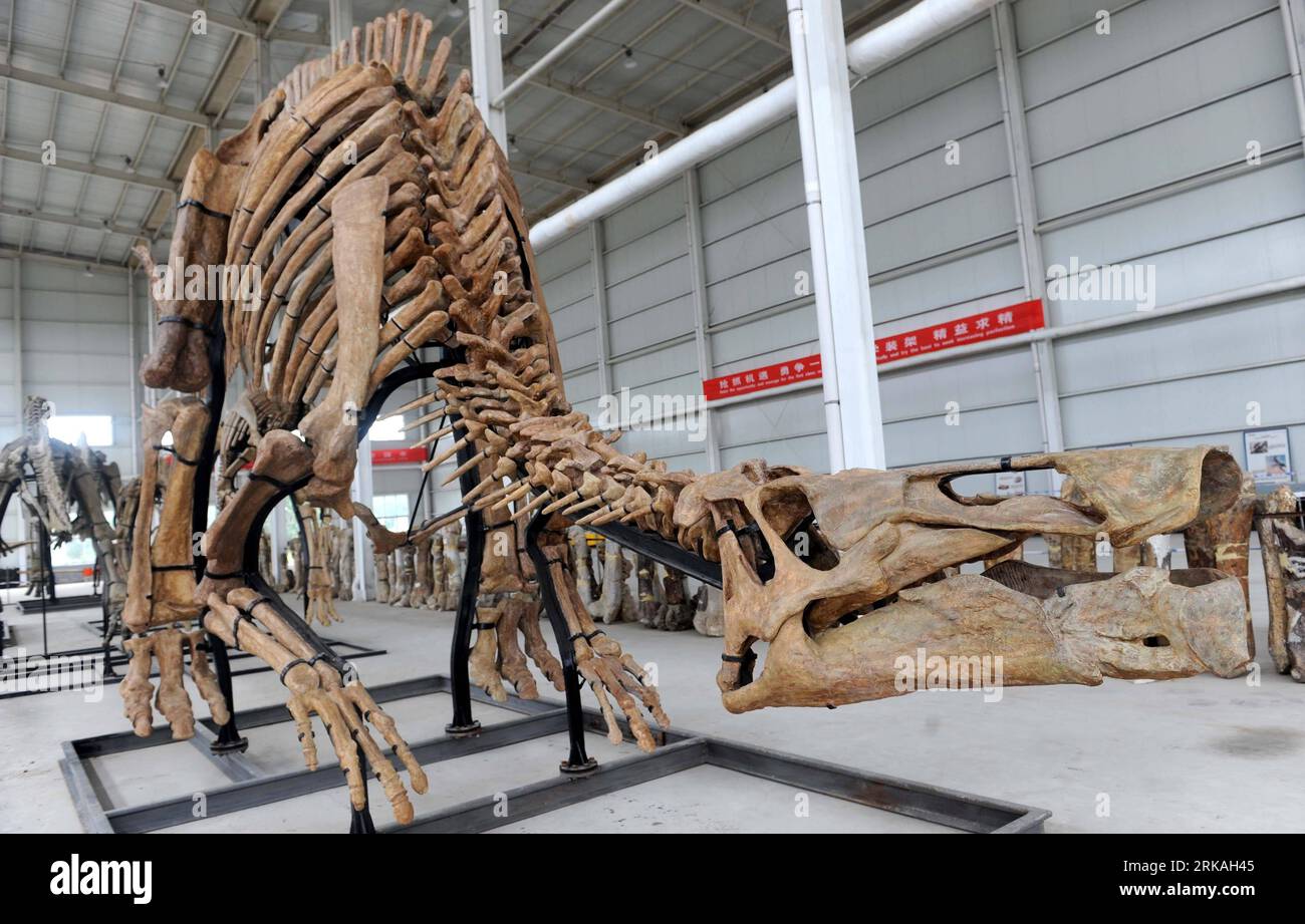 Bildnummer: 54360601 Datum: 27.08.2010 Copyright: imago/Xinhua (100828) -- ZHUCHENG, ago. 28, 2010 (Xinhua) -- esemplari di dinosauri sono stati visti a Zhucheng, nella provincia dello Shandong della Cina orientale, 27 agosto 2010. Almeno dieci specie di dinosauri, compresi i ceratopsidi, tyrannosaurus, i dinosauri a becco d’anatra, ankylosaurus e i coelurosauri, era stato confermato durante la terza esplorazione su larga scala a Zhucheng dal gennaio del 2008, annunciato in un comunicato stampa sui risultati dell'esplorazione a Zhucheng venerdì. (Xinhua/fan Changguo) (wyo) CHINA-SHANDONG-ZHUCHENG-DINOSAUR-SPECIES (CN) PUBLICATIO Foto Stock