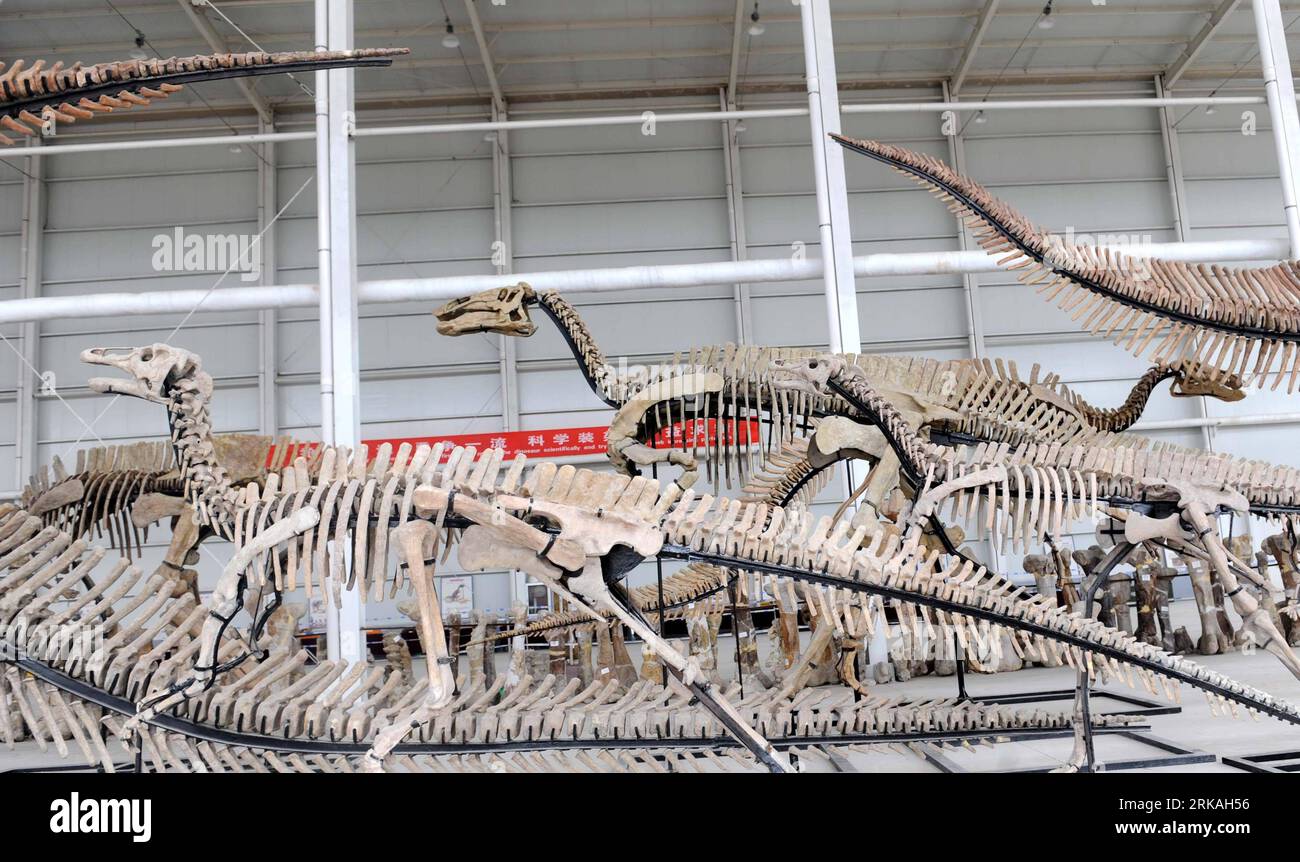 Bildnummer: 54360599 Datum: 27.08.2010 Copyright: imago/Xinhua (100828) -- ZHUCHENG, ago. 28, 2010 (Xinhua) -- esemplari di dinosauri sono stati visti a Zhucheng, nella provincia dello Shandong della Cina orientale, 27 agosto 2010. Almeno dieci specie di dinosauri, compresi i ceratopsidi, tyrannosaurus, i dinosauri a becco d’anatra, ankylosaurus e i coelurosauri, era stato confermato durante la terza esplorazione su larga scala a Zhucheng dal gennaio del 2008, annunciato in un comunicato stampa sui risultati dell'esplorazione a Zhucheng venerdì. (Xinhua/fan Changguo) (wyo) CHINA-SHANDONG-ZHUCHENG-DINOSAUR-SPECIES (CN) PUBLICATIO Foto Stock