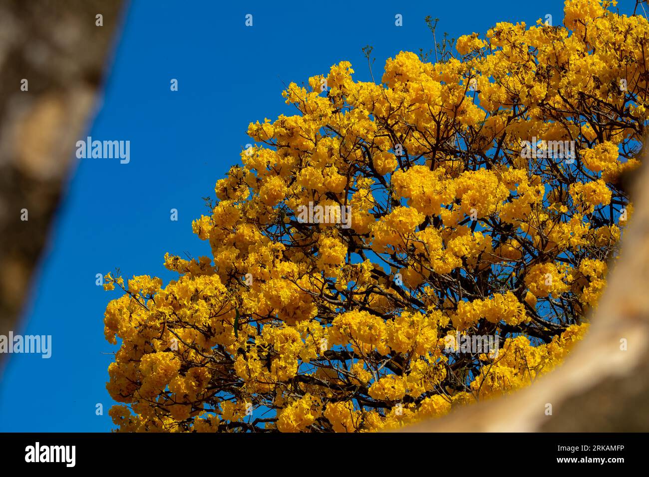 Natural Blooming Golden Trumpet Tree (in portoghese: IPE Amarelo; nome scientifico: Tabebuia chrysotricha or Handroantus chrysotrichus). Foto Stock
