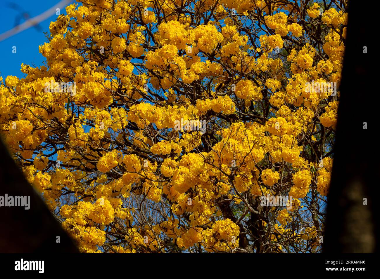Natural Blooming Golden Trumpet Tree (in portoghese: IPE Amarelo; nome scientifico: Tabebuia chrysotricha or Handroantus chrysotrichus). Foto Stock