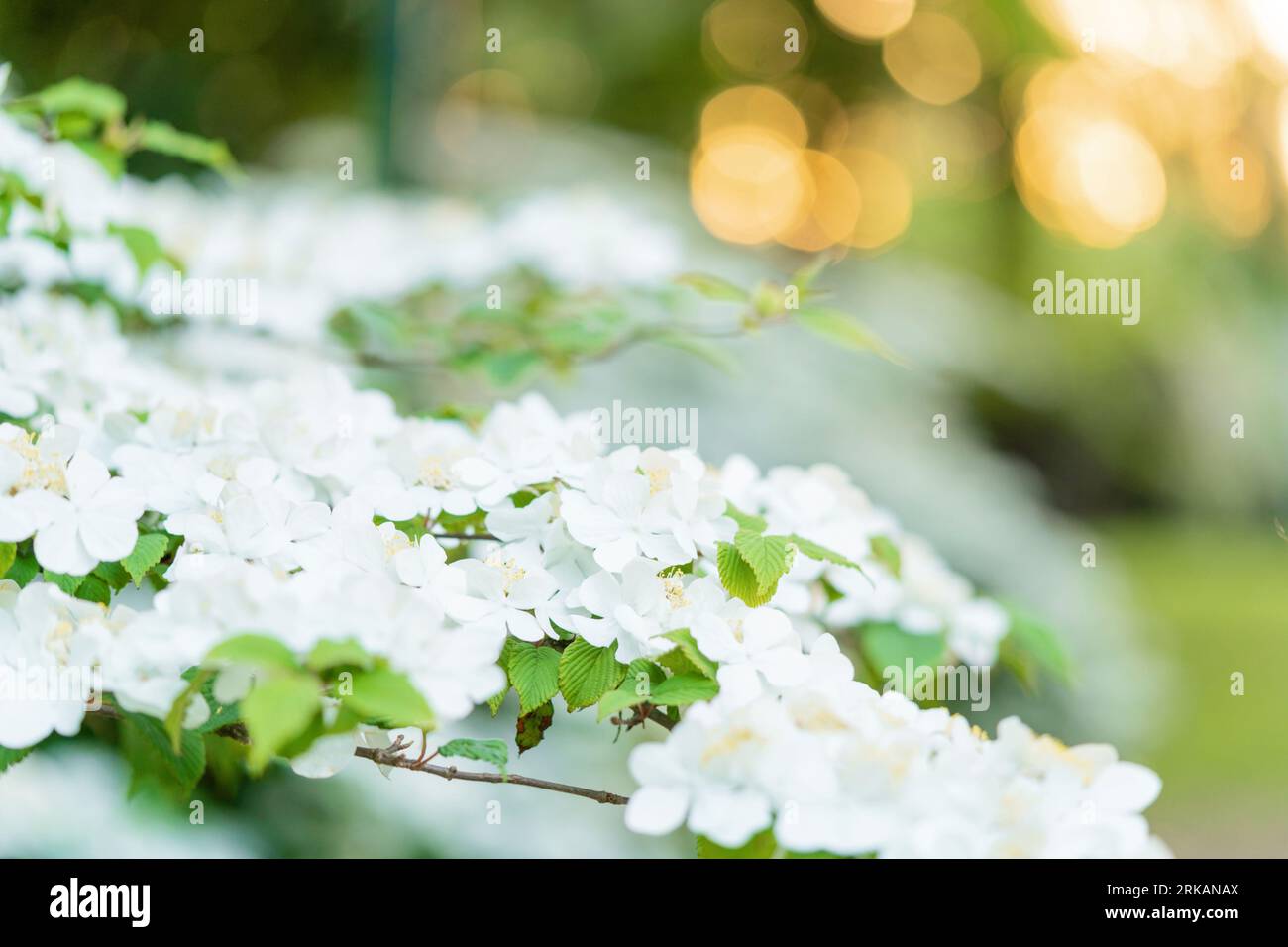 Blooming apple tree in spring time on sunset time in the spring garden. Close up of white flowers Foto Stock