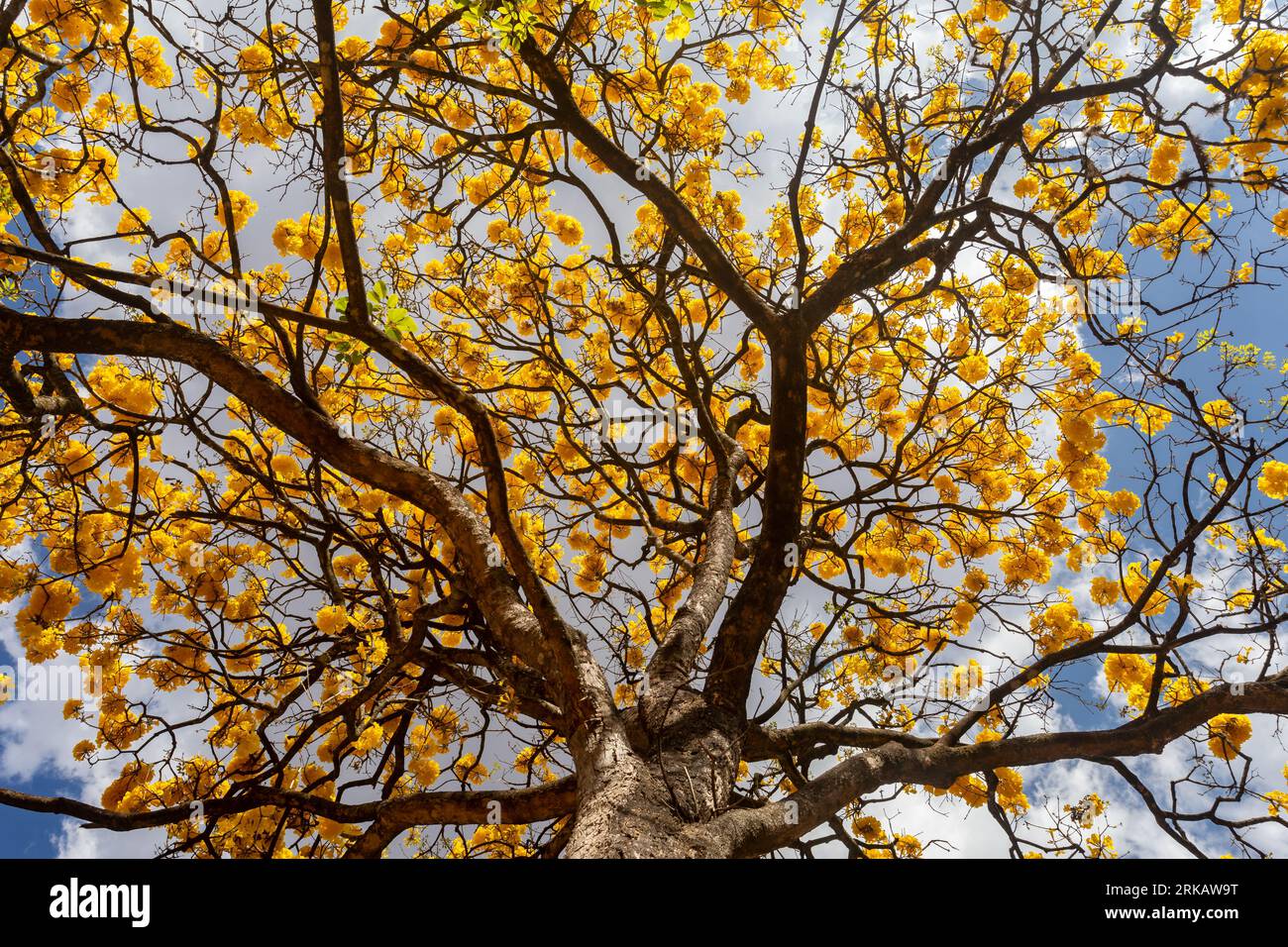 Natural Blooming Golden Trumpet Tree (in portoghese: IPE Amarelo; nome scientifico: Tabebuia chrysotricha or Handroantus chrysotrichus). Foto Stock