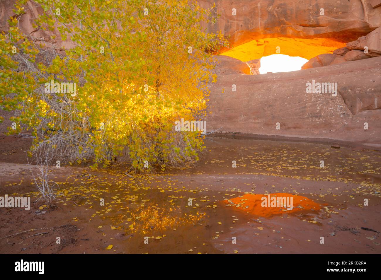 Eye of the Whale Arch, Arches National Park, Utah, luce riflessa che si apre con l'albero di cottonwood e la piscina. Foto Stock