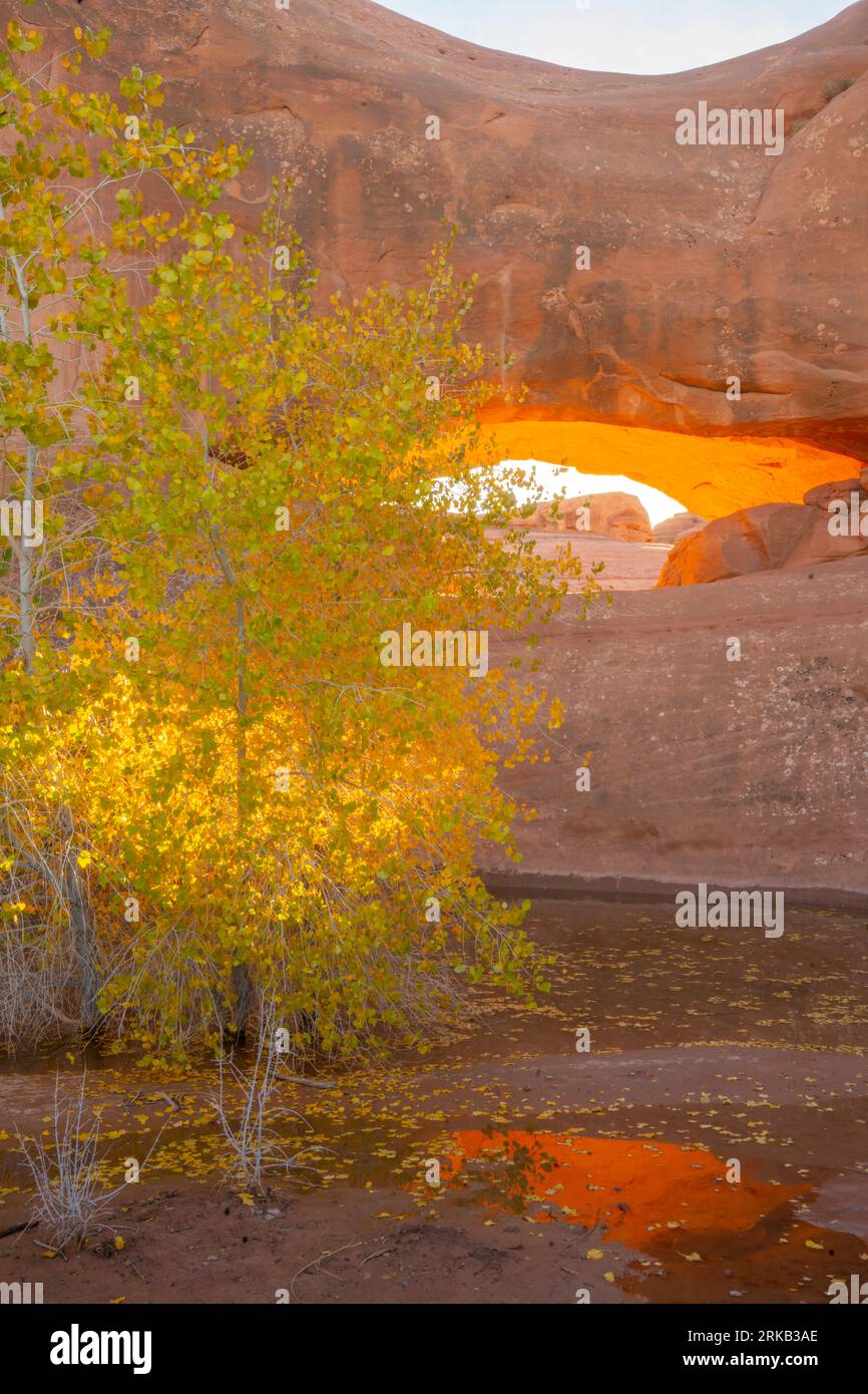 Eye of the Whale Arch, Arches National Park, Utah, luce riflessa che si apre con l'albero di cottonwood e la piscina. Foto Stock