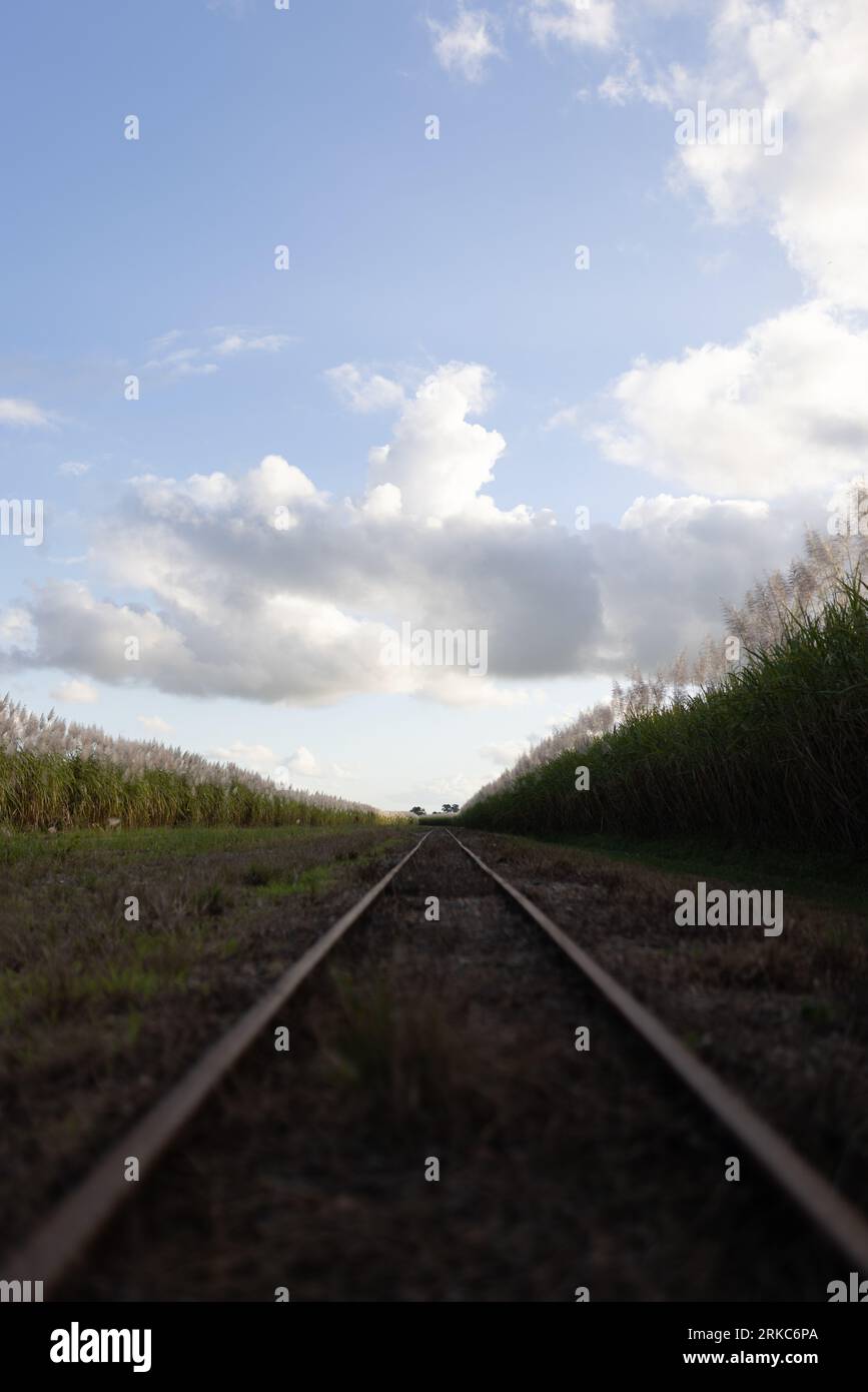 binari ferroviari con campi di canna da zucchero su entrambi i lati, giornata soleggiata, cielo blu con nuvole Foto Stock