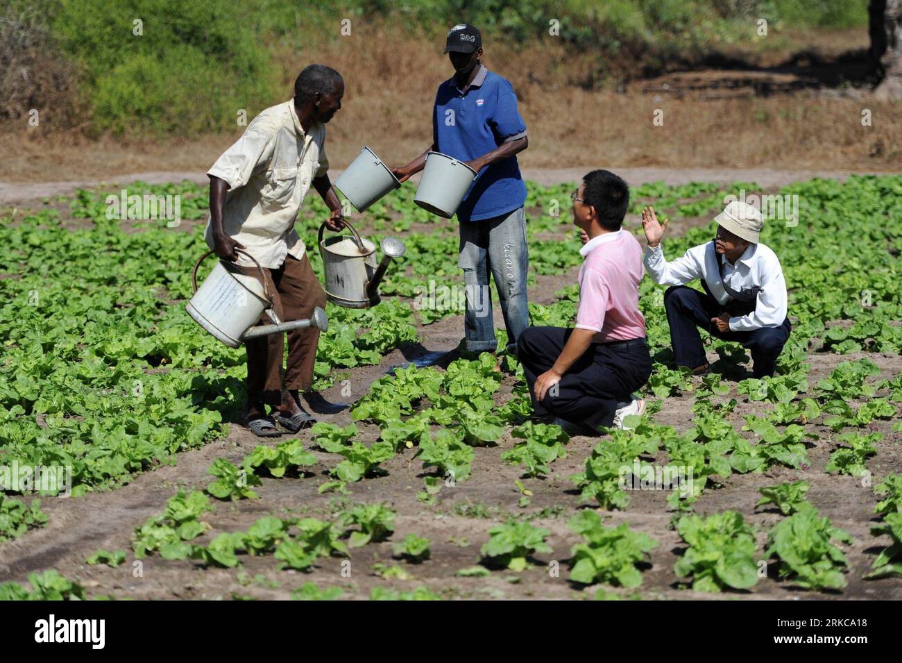 Bildnummer: 54710397 Datum: 04.12.2010 Copyright: imago/Xinhua (101205) - DAKAR, DEC. 5, 2010 (Xinhua) - esperti della missione agricola cinese in Senegal Zhang Benjun (2nd R) e Hu Shibao (1st R) danno consigli ai contadini locali sulle tecniche per coltivare verdure a Niaga, nella periferia di Dakar, capitale del Senegal, 4 dicembre 2010. Gli esperti agricoli cinesi lavorano a progetti agricoli per migliorare la produzione di ortaggi e riso in Senegal dal settembre 2006. L'attuale gruppo di esperti è arrivato qui nell'aprile 2009 e terminerà la loro missione questo dicembre. (Xinhua/Ding Haitao) Foto Stock