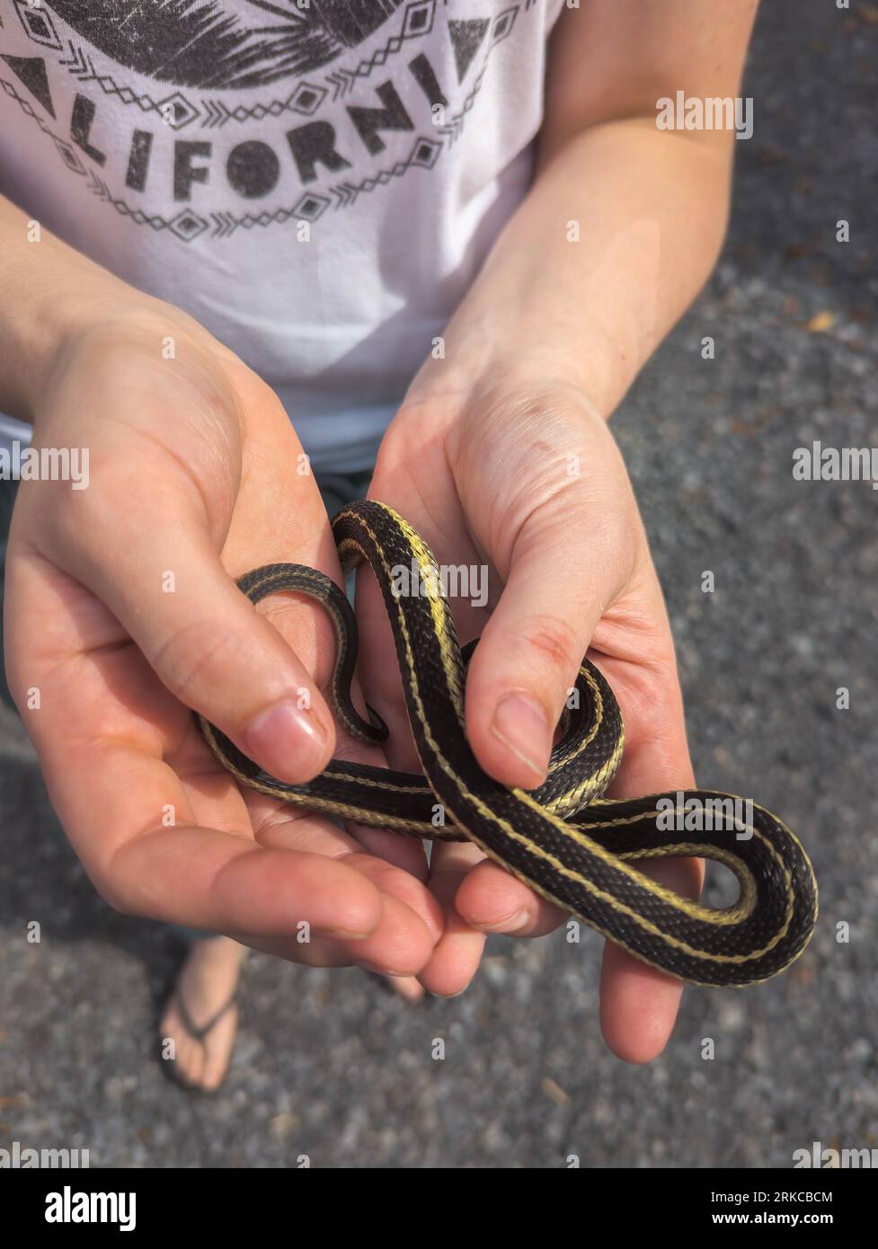 Serpente a strisce nere e gialle in mano a un bambino, canada Foto Stock