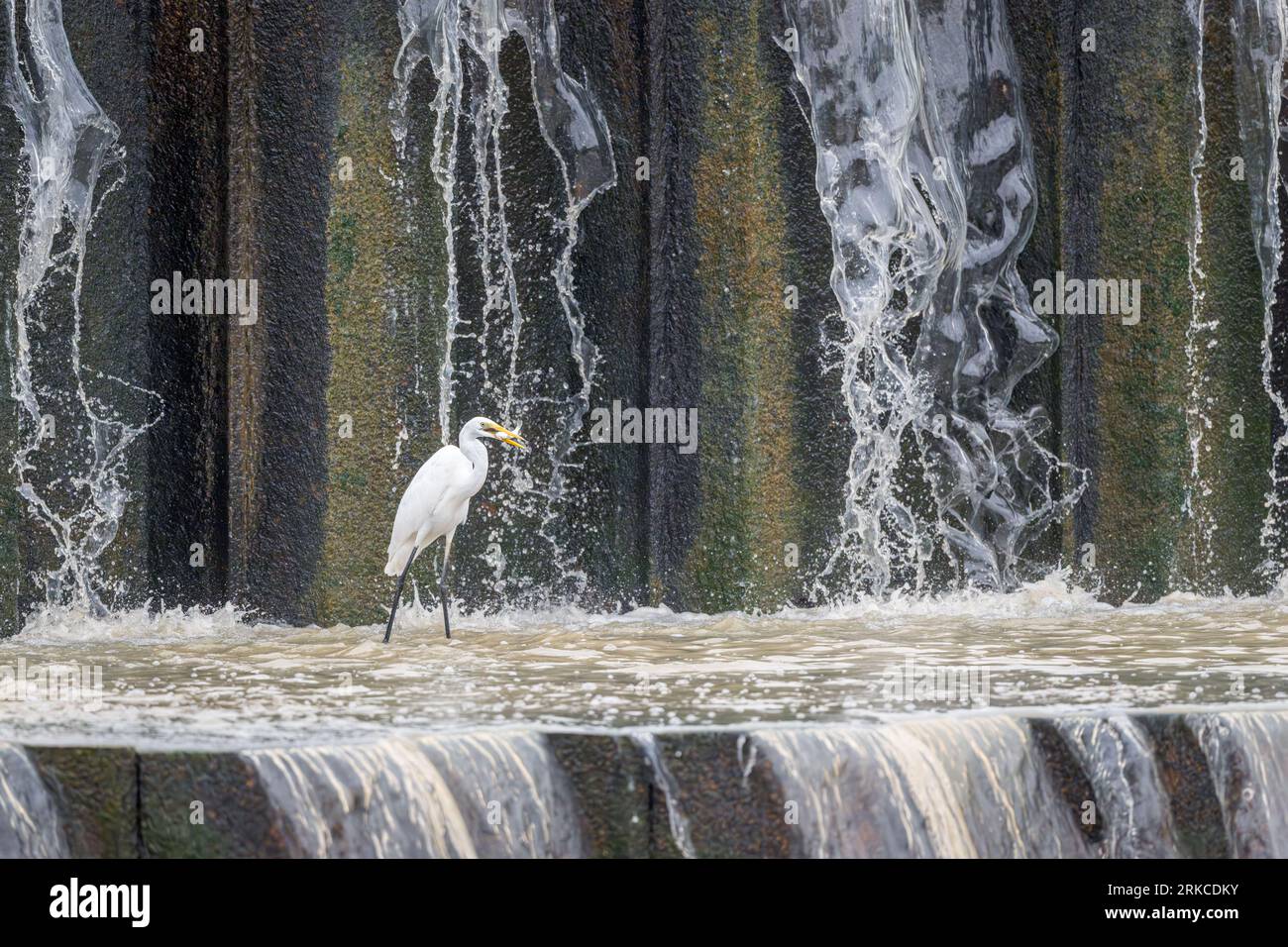Un grande Egret si tuffa nelle acque poco profonde della diga di Warrego Weir, trasportando prede nel suo conto dopo aver appena catturato questo piccolo e grazioso portico. Foto Stock