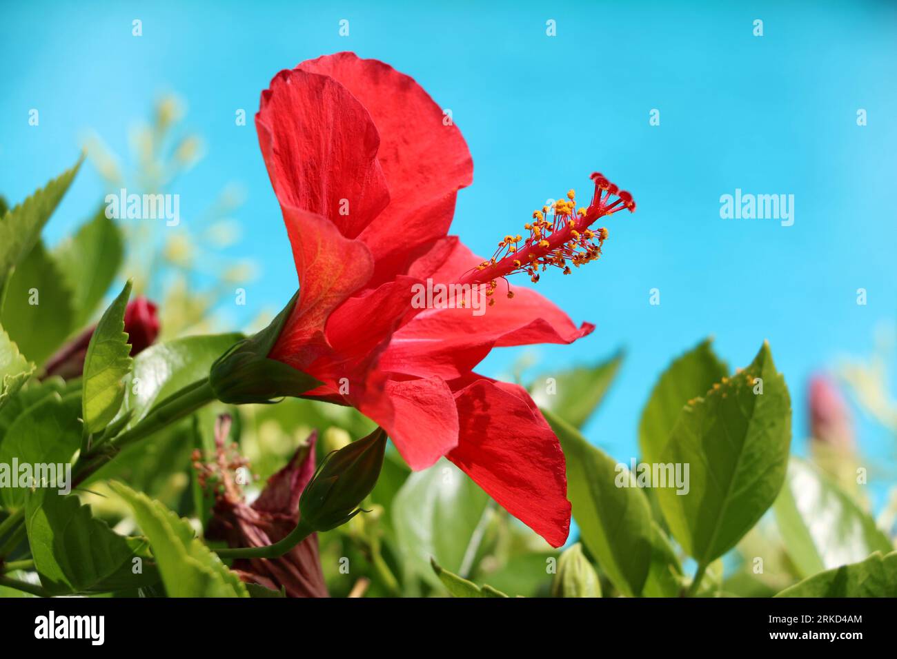 Fiore di ibisco rosso su Bright Bue Sky con vegetazione da un giardino a Barcellona in Spagna Foto Stock