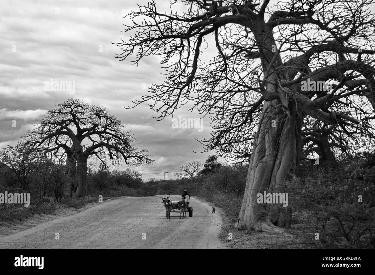 Abitante africano che viaggia su un carretto d'asino attraverso una strada di campagna costeggiata da giganti alberi di baobab a Limpopo, in Sudafrica Foto Stock