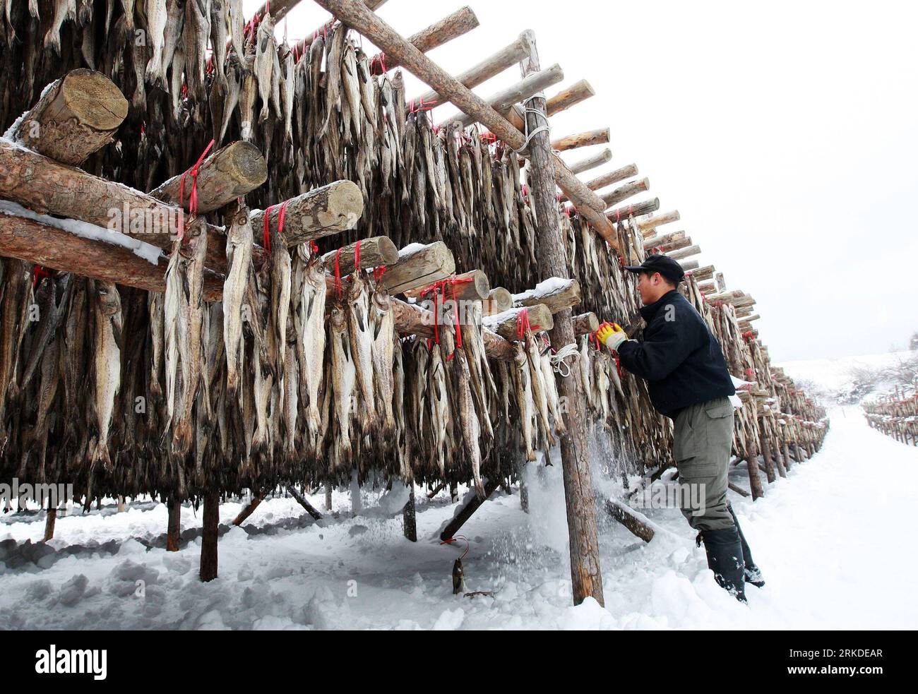 Bildnummer: 54927722 Datum: 19.02.2011 Copyright: imago/Xinhua (110219) -- PYEONGCHANG, 19 febbraio 2011 (Xinhua) -- Un lavoratore sudcoreano produce Hwangtae (pollice essiccato) a Pyeongchang, provincia di Gangwon in Corea del Sud il 19 febbraio 2011. Hwangtae presenta sapori unici maturati dai venti freddi e dalla neve durante l'inverno a Pyeongchang. Da secoli è il cibo preferito dai coreani.(Xinhua/Park Jin Hee) (msq) COREA DEL SUD-HWANGTAE PUBLICATIONxNOTxINxCHN Wirtschaft kbdig xkg 2011 quer o0 Fisch, getrocknet, Trockenfisch, Lagerung, Trocknung, Dorsch, Fischerei, Winter, Jahreszeit B. Foto Stock