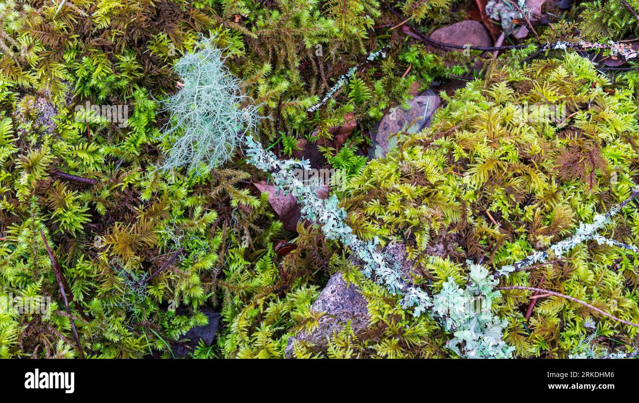 La foresta del John Dean Provincial Park, Vancouver Island, British Columbia, Canada. Foto Stock