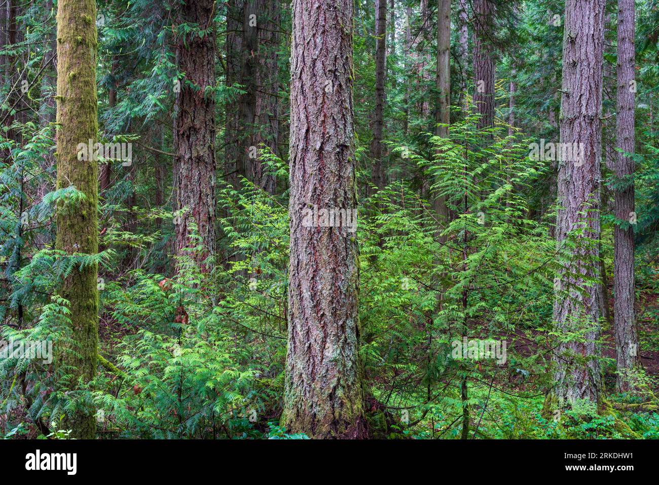 Foresta pluviale nel Francis King Regional Park, Vancouver Island, British Columbia, Canada. Foto Stock