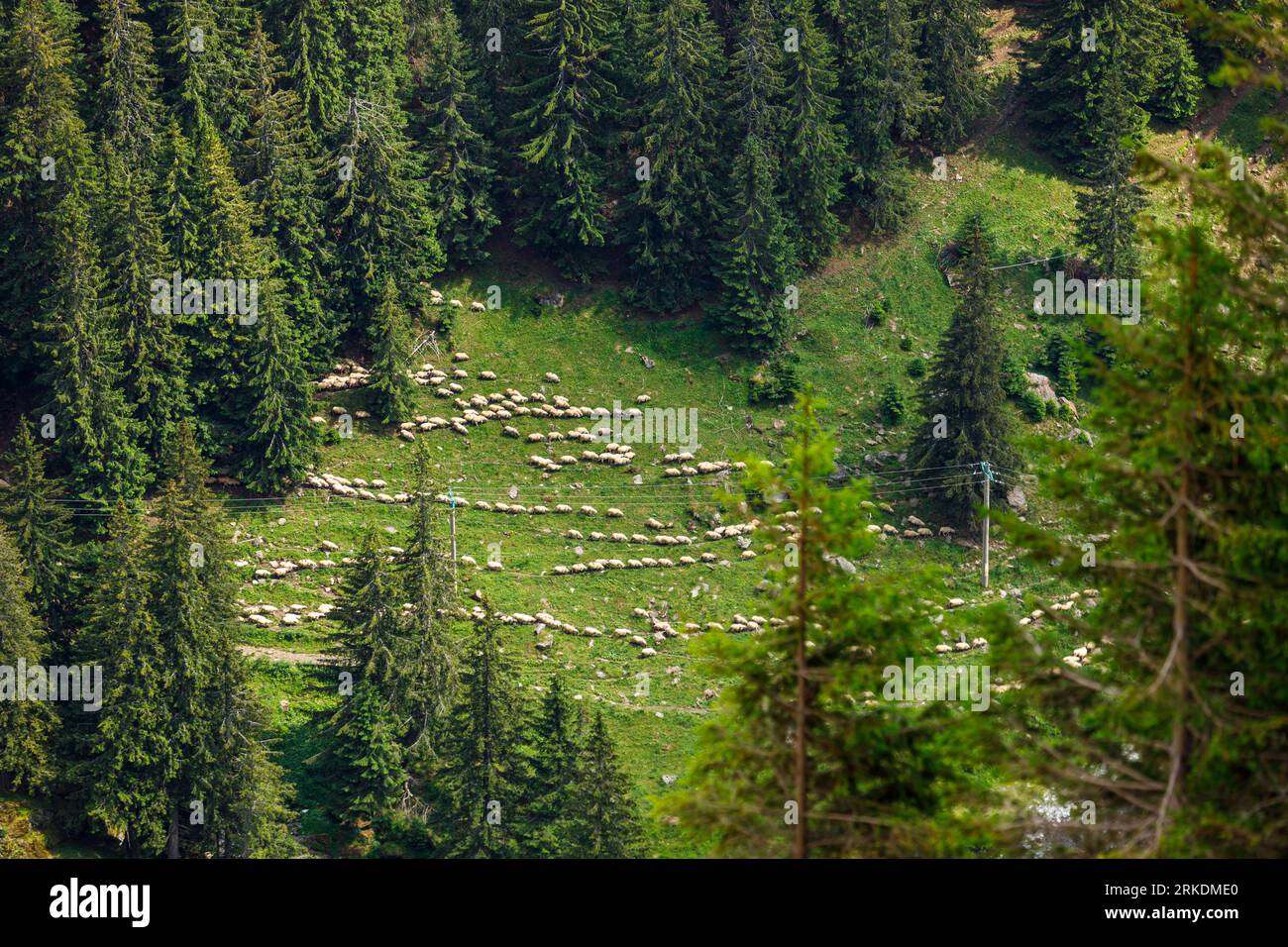 Una mandria di pecore nei Carpazi in Romania Foto Stock